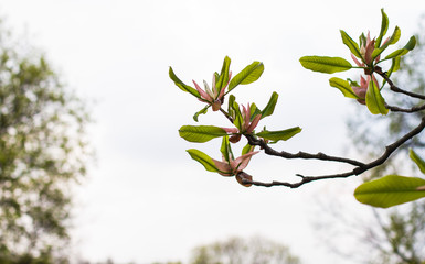 magnolia flower is about to bloom in spring