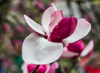 one magnolia flower on branch in the wild © kavardakova