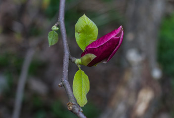 one magnolia bud on branch in the wild