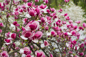 natural background of blossoming magnolia