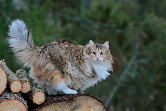 Beautiful furry norwegian forest cat female standing on a heap of wood