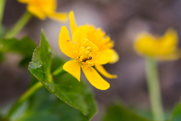 ant on a flower