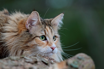 Naklejka na ściany i meble A portrait of Norwegian forest cat female with alert expression