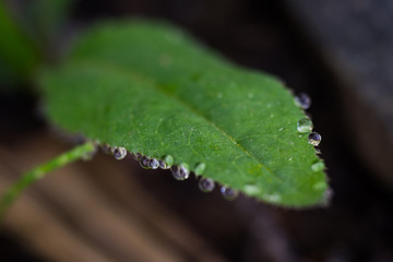 drops on leaf