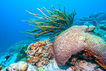 Underwater coral reef in Caribbean