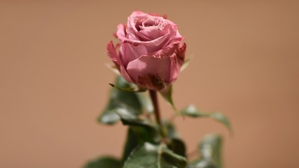 pink rose on bright background