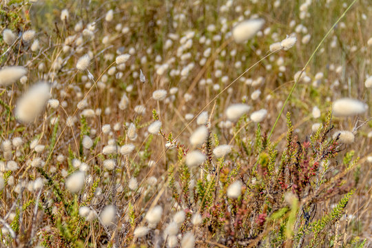 grassy vegetation closeup