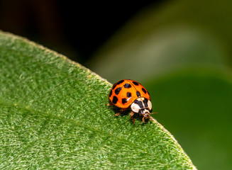 Coccinella magnifica , ladybird beetle.