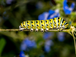 monarch butterfly, Danaus plexippus