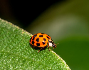 Coccinella magnifica , ladybird beetle.