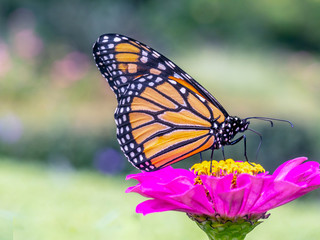 monarch butterfly, Danaus plexippus