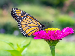 monarch butterfly, Danaus plexippus