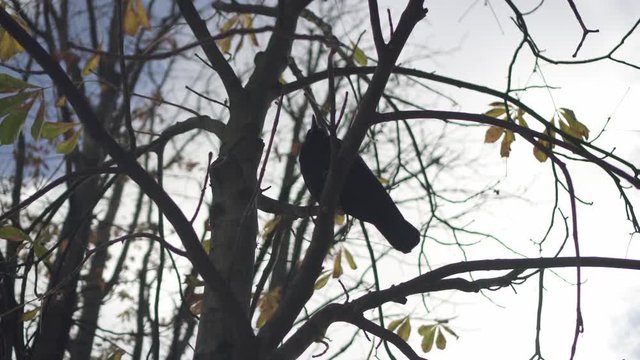 The bird Crow sitting in the tree
