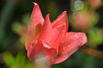 Closeup on pink Tulipa, called tulip covered by the water drops in early spring in green garden in Poland