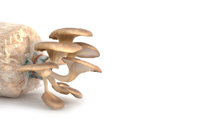fresh mushrooms on white background