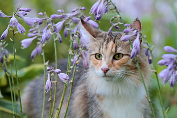 Beautiful norwegian forest cat female in garden with violet flowers
