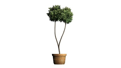 Boxwood Topiary in a planting pot - isolated on white background