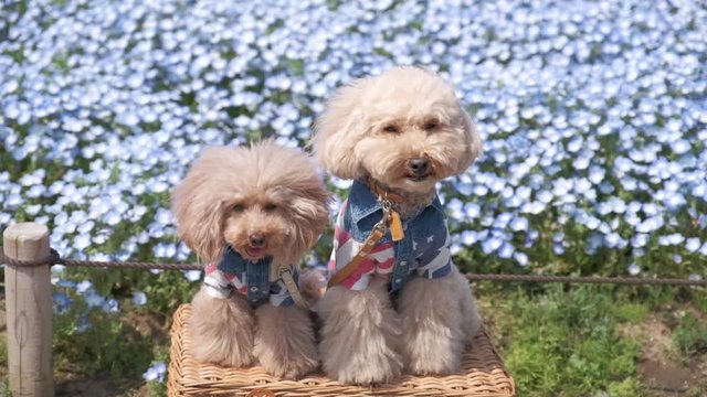 Slow motion - two white poodle dog stand on basket and  enjoy with nemophila flower at Hitachi Seaside Park, Ibaraki, Japan. blurred nemophila field as background