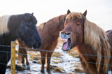 Fototapeta premium Icelandic horses in the snow