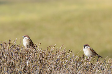 2 Spatzen Hausspatz Sperling auf Hecke sitzend 3