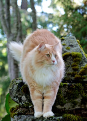 Naklejka na ściany i meble Norwegian forest cat male standing on a stone in garden