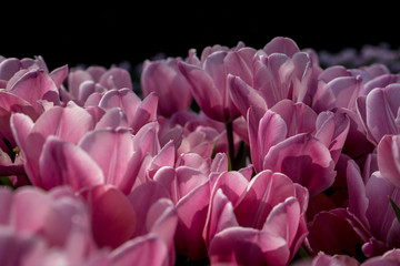 Netherlands,Lisse, a close up of a bunch of pink flowers