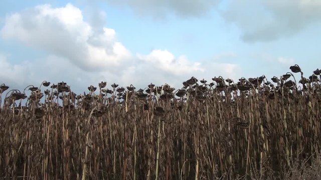 Dead Sunflowers Field