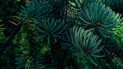 needles spruce close up