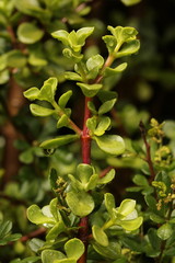 Obraz premium A branch of a Pork Bush, or Spekboom, the South African name, Latin name Portulacaria afra.