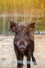 Wild boar in a cage behind a lattice. A wild pig in the forest. Animals in a national park, in a zoo