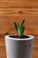 minimalist urban gardening or stylish interior background with various succulents. Selective focus