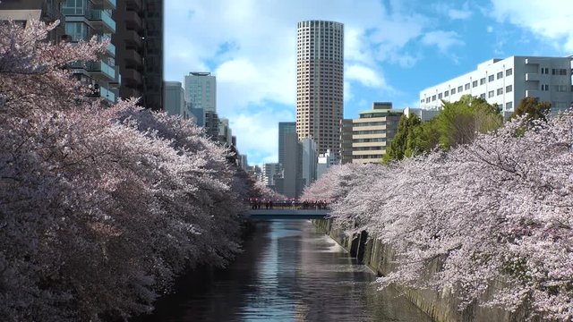 NAKAMEGURO,  TOKYO,  JAPAN - CIRCA MARCH 2018 : Scenery of MEGURO RIVER at NAKAMEGURO in CHERRY BLOSSOM SEASON.