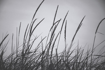 Obraz premium black & white grass and sky