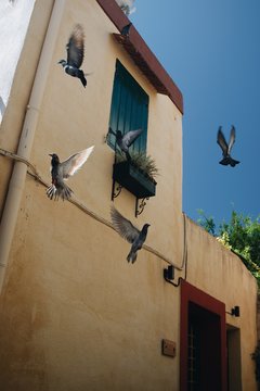 Pigeons in flight in old town Rhodes