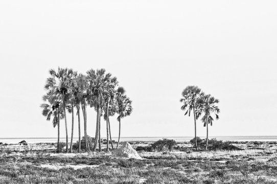 Makalani palm trees at Fischers Pan in Northern Namibia. Monochrome