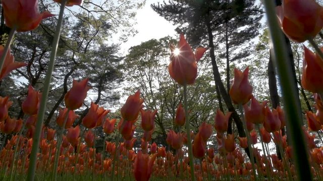 angelique,attractive,awesome,background,beauty,bloom,blossom,bokeh,botanical,bouquet,bulb,close-up,colorful,environment,event,field,flower,fresh,garden,green,hitachi,hitachi seaside park,ibaraki,japan