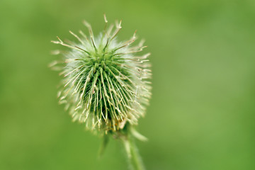dandelion on green background