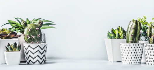 Banner with various succulent plants with cactus und aloe vera in modern pots on light table at blank wall background. Urban indoor plants gardening