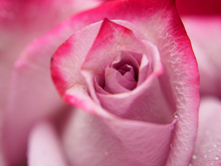Rosebud close-up. The petals are red, pink and white.