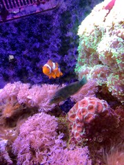 Fototapeta na wymiar Clown fish 