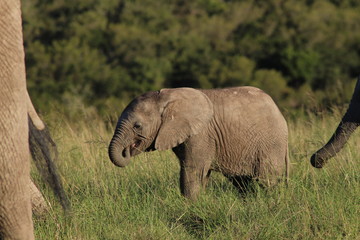 Naklejka na ściany i meble Baby Elefant Jungtier Elefantenkalb in Südafrika in einer Herde