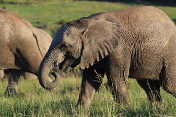 Baby Elefant Jungtier Elefantenkalb in Südafrika in einer Herde