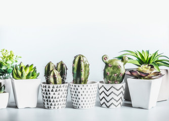 Cactus and succulents plants in modern pots on desktop at light wall background