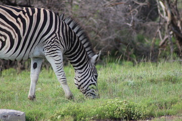 Fototapeta na wymiar Fressendes Zebra in Südafrika