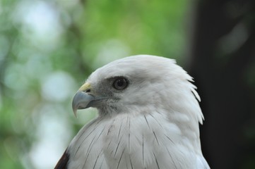 Portrait of Brahminy Kite