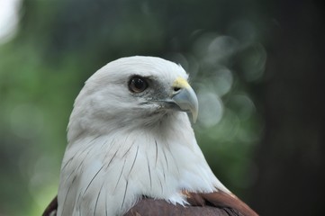 Portrait of Brahminy Kite