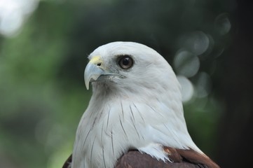Portrait of Brahminy Kite