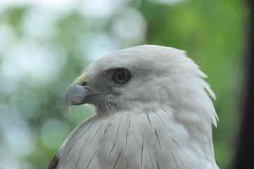 Portrait of Brahminy Kite