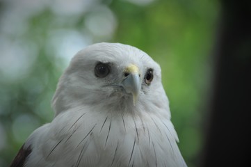 Portrait of Brahminy Kite