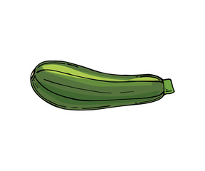  Icon of fresh green zucchini. Ripe and healthy vegetable. Organic food. Natural farm product. Vegetarian nutrition.